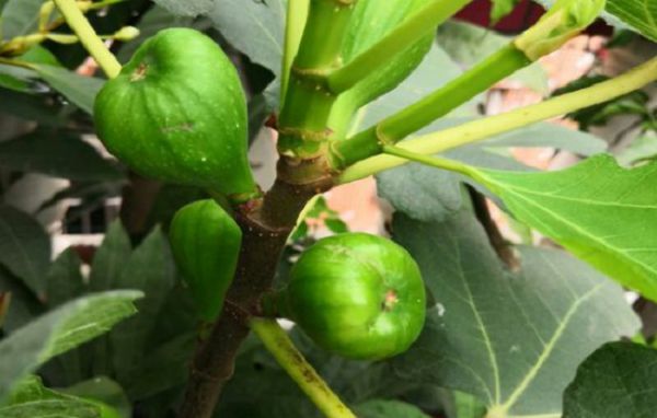 What fertilizer should be applied in the fruiting period of potted figs?