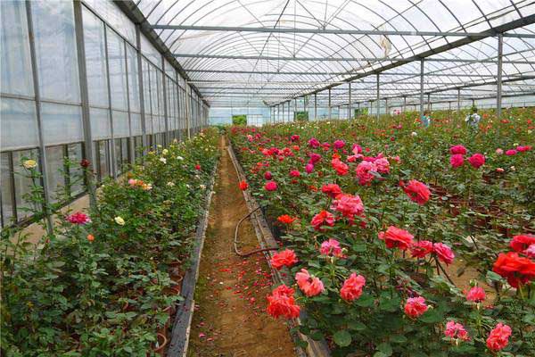 How to manage the flowers in the greenhouse? Common problems and Countermeasures of Flower planting in greenhouse