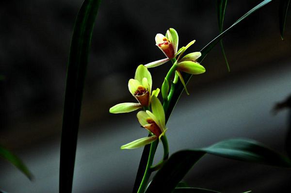 Flowers that are not suitable for display in the room