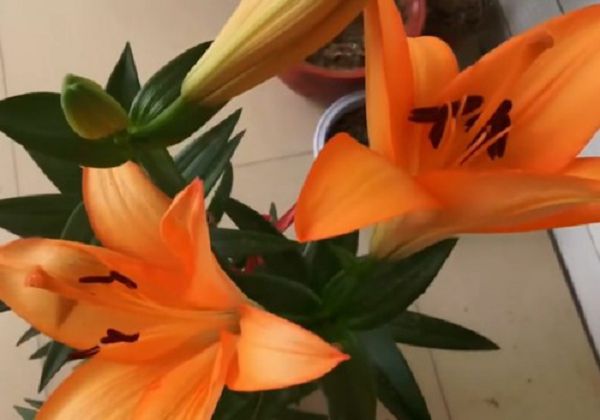 How do you take care of the lilies after they bloom?