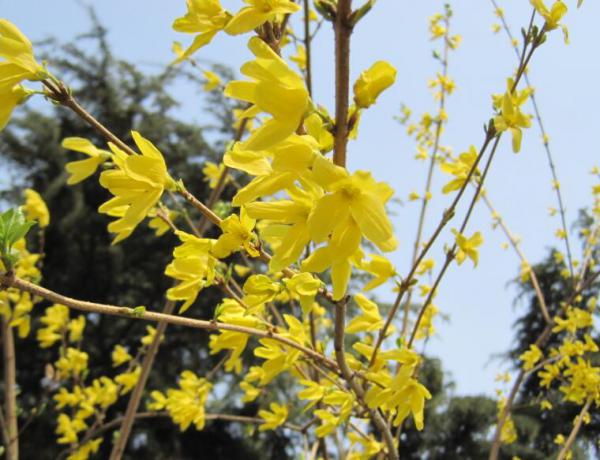 Winter maintenance methods of winter jasmine