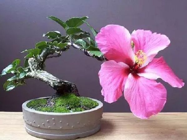 Bonsai design should have a clear idea