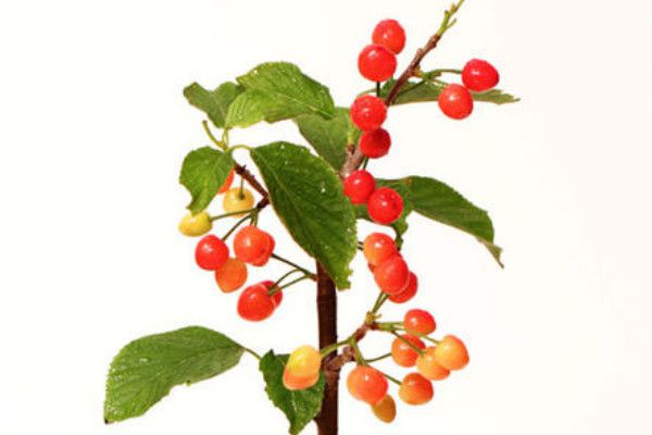 How to cultivate cherry trees in potted plants