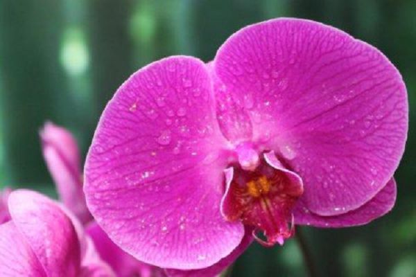 How does the butterfly orchid bone flower wither and turn red, how to remedy