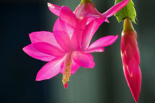 Can crab claw orchid live outdoors in winter?