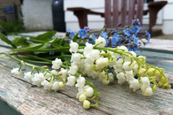 Why is the bouquet of lily of the valley expensive?