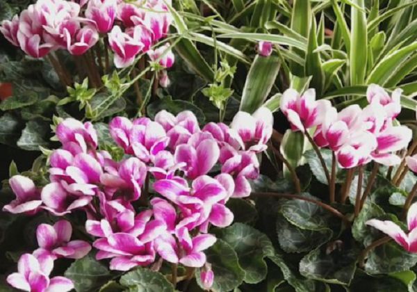 How to grow cyclamen to blossom more?