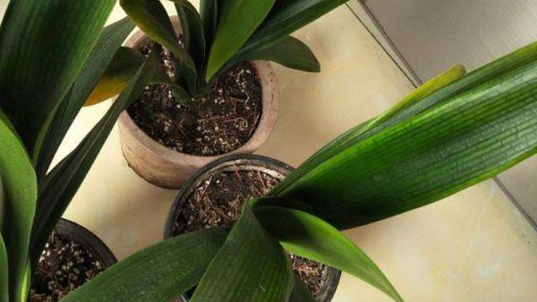 How to treat the blackening of the leaf heart of Cymbidium