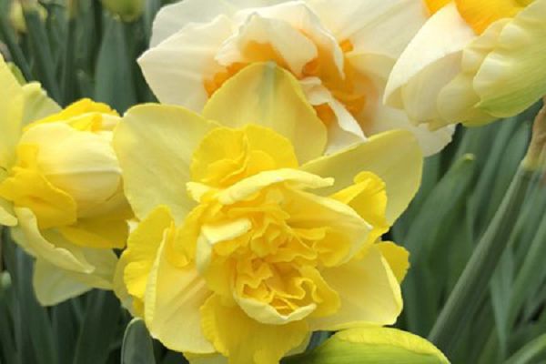 How do potted daffodils survive the winter? will daffodils freeze to death in winter?