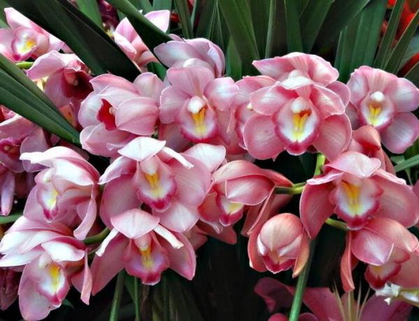 What if Cymbidium falls off its bud? The reason for the falling bud of Cymbidium