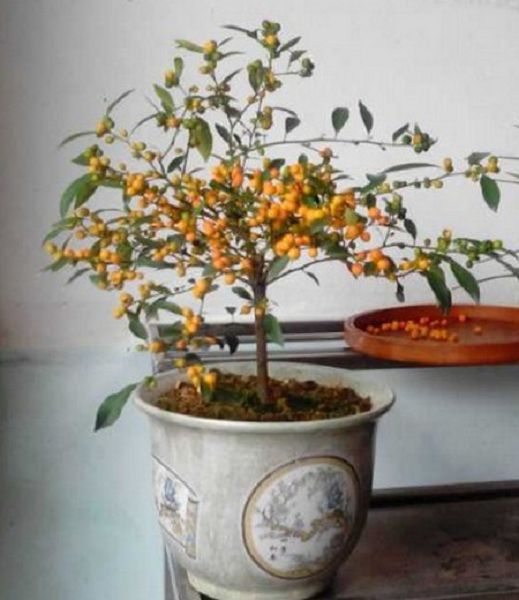 Culture methods and matters needing attention of bonsai kumquat