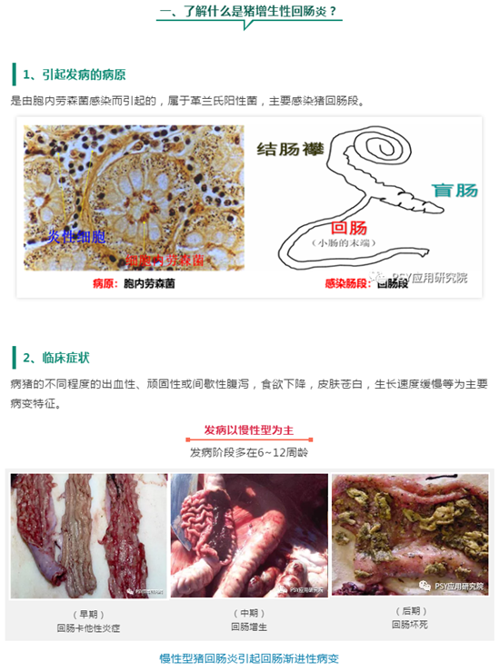 Why is diarrhea increasing in growing and finishing pigs at present? It's getting more and more popular!