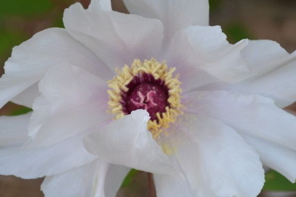 Does peony need sunshade in summer?