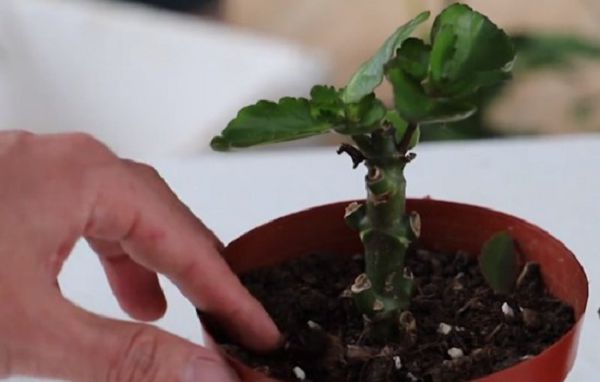 How long will it take to water the longevity flowers after changing pots?