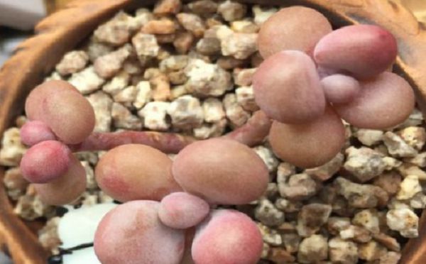 How succulent peach eggs grow rapidly