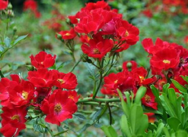 How to fertilize roses? how to fertilize roses?