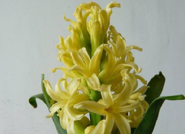 How to deal with hyacinth after flowering and how to treat it after flowering