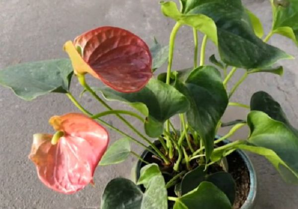 Is it good to have Anthurium at home?