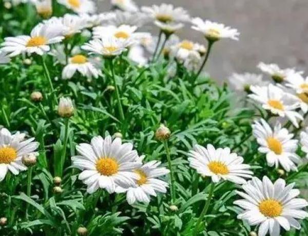 How to raise daisies on the balcony?