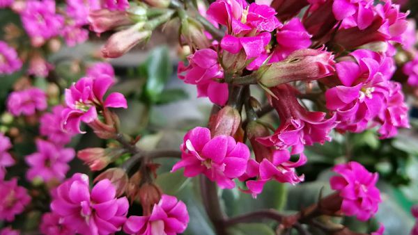 How long can longevity flowers last?