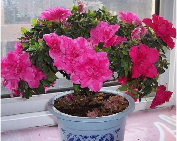 How to fertilize azaleas, fertilization methods and maintenance skills of azaleas