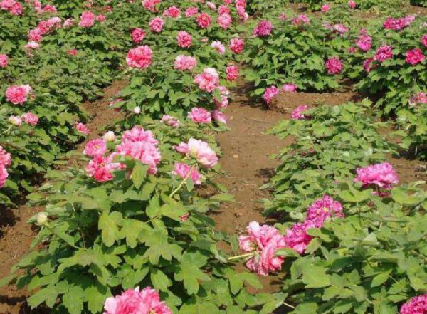 What about the rotten roots of peonies? the solution to the rotten roots of peonies.