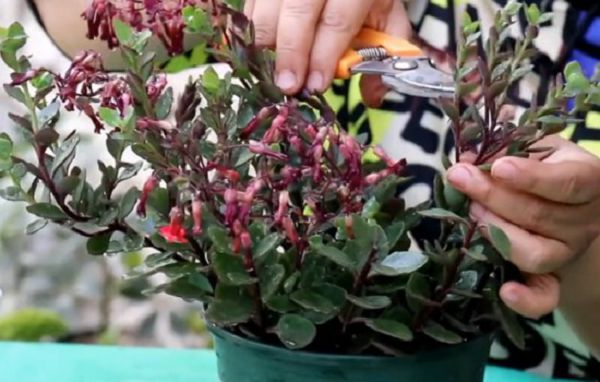 The longevity flower is trimmed in this way, so that the plant type looks better and blossoms more.