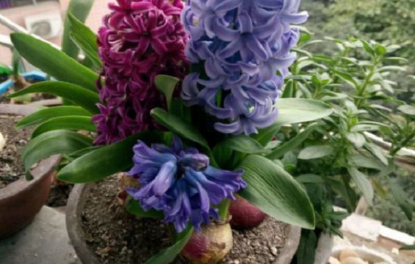 Can hyacinth blossom without sunlight?