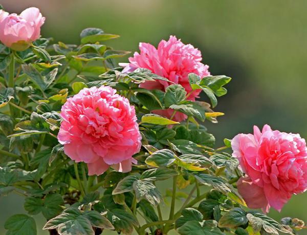 When is the best time for peony pruning to change pots and soil?