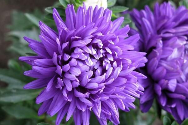 How to prolong the flowering period of chrysanthemum, ensure sufficient nutrients and light