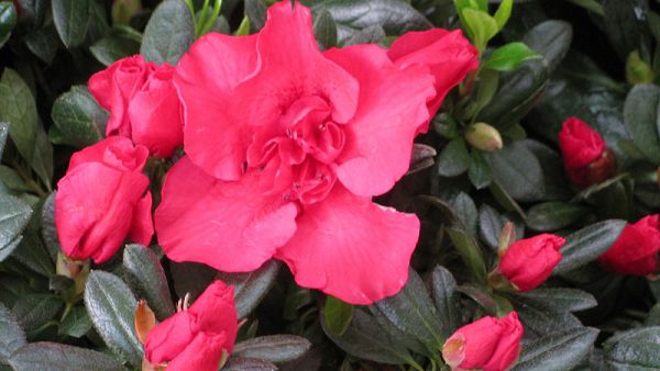 Causes of petal withering of rhododendron