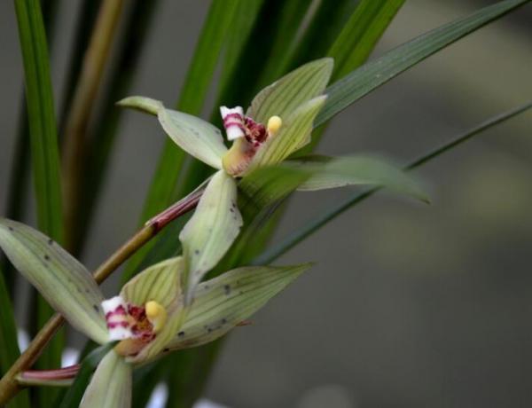 What if the spring orchid has no fragrance?