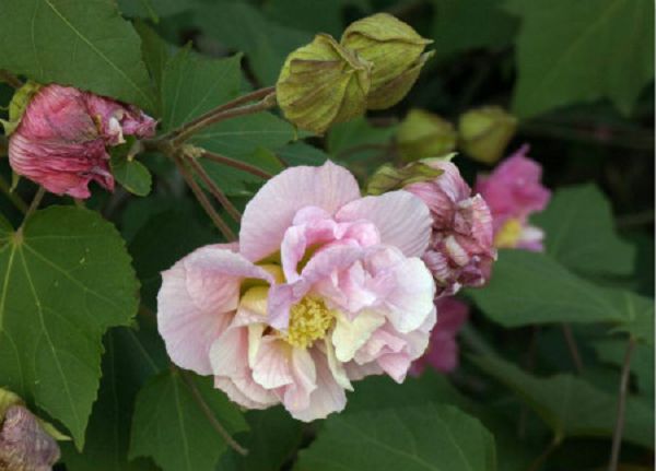 How to make hibiscus bonsai