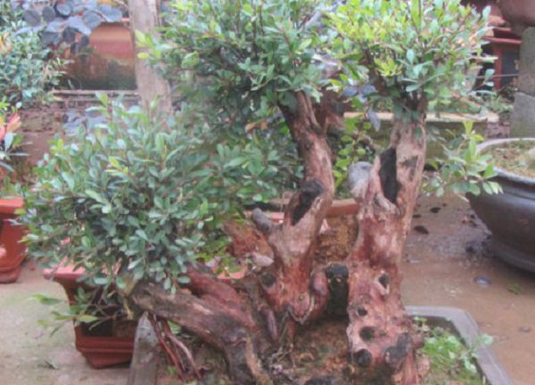 Pile sampling of Chinan bonsai