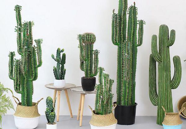 How to fertilize the cactus, it is important to choose the right fertilizer.