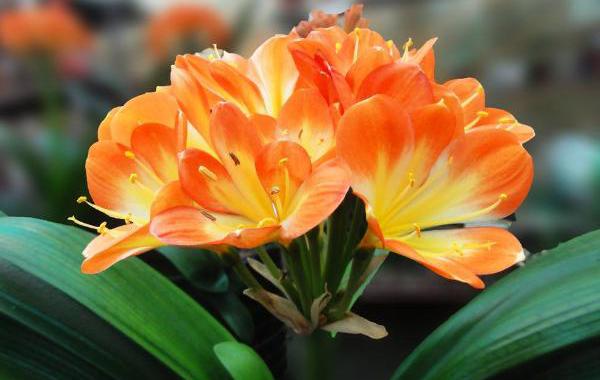 How to prevent and cure root rot of Clivia, Clivia how to repair roots