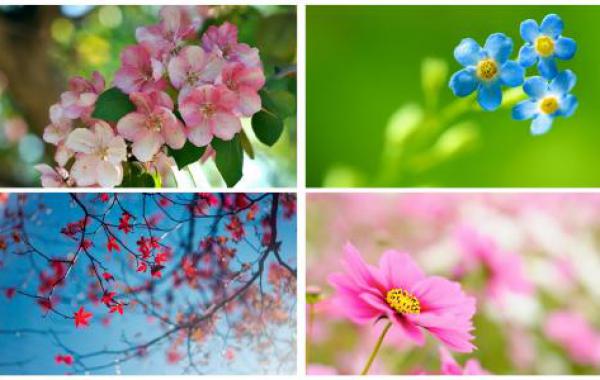 What are the common plants and flowers in spring