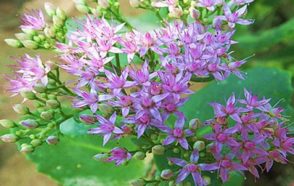 What are the characteristics of perennial flowers