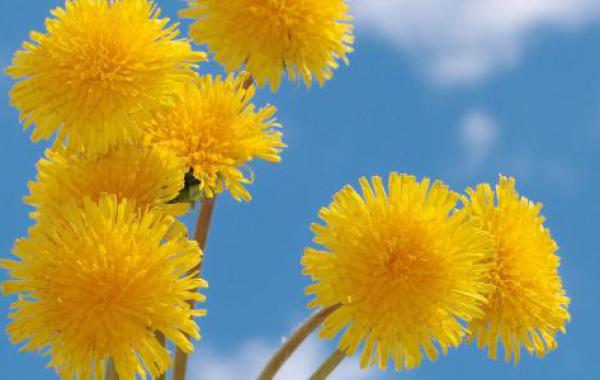 How to cultivate flower dwarfing technology?