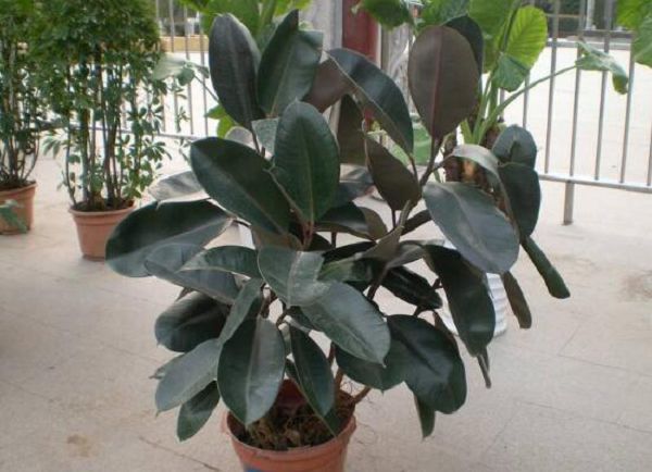 How to maintain the bonsai of rubber tree and the maintenance method of rubber tree in four seasons