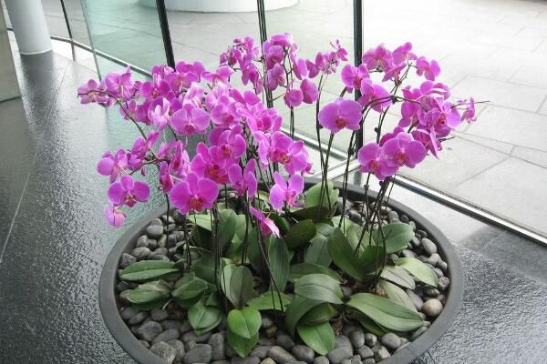 Phalaenopsis simple culture method, the simplest culture method of Phalaenopsis