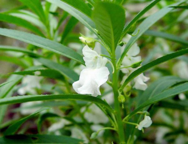 The reason why impatiens do not bloom