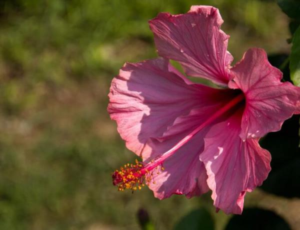 How to maintain the mulberry flowers? Maintenance methods of Fusang Flower