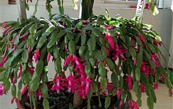 How to manage the florescence of crab claw orchid