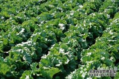 Inner Mongolia: Let Shangdu Vegetables Go to International Market (Photo)