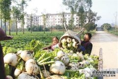 The bumper harvest price of sandy turnip in Tongliang District of Chongqing has risen (photo)