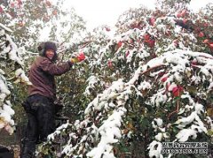 Aksu sweet to the heart of the apple again