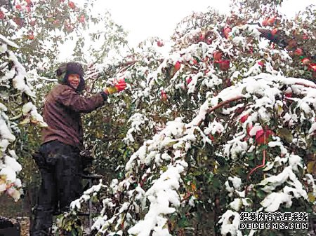 新疆阿克苏市从众果业农民专业合作社的农民正在采摘新鲜的糖心苹果。均为资料图片