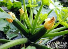 Zhangye: seed zucchini is expected to 