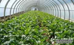 Shandong speeds up the transformation from a strong agricultural province to a new mode of vegetable cultivation for farmers